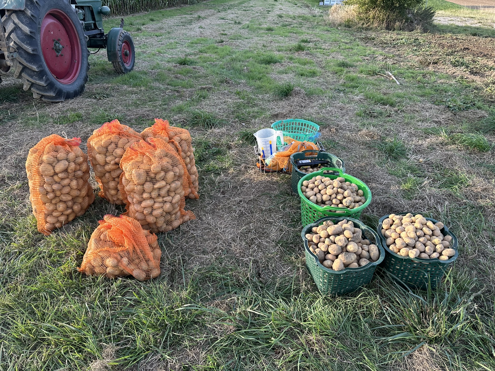 Kartoffelstand am Feld