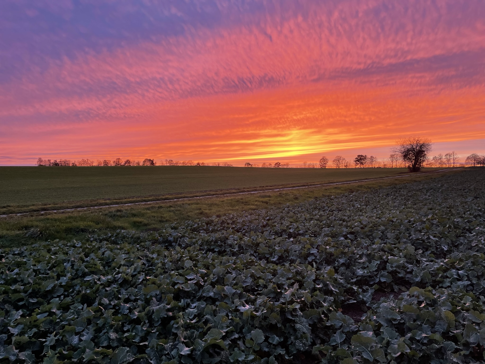 Raps bei Sonnenuntergang